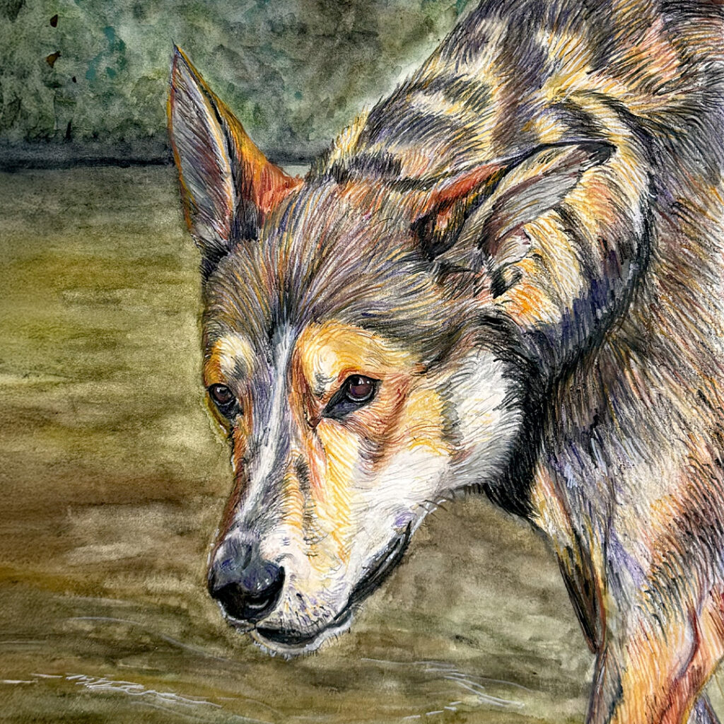 Mon chien Max à l’aquarelle 🖌️🖍️🐶 - image principale
