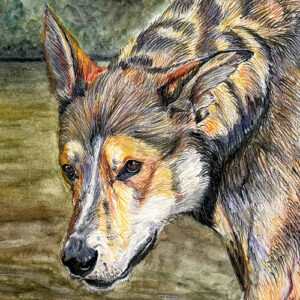 Mon chien Max à l’aquarelle 🖌️🖍️🐶 - vignette