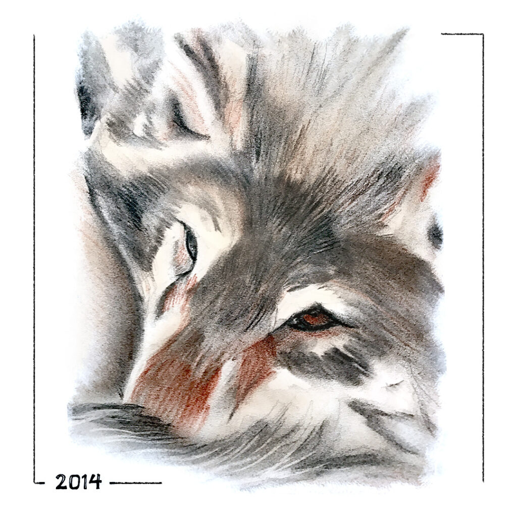 Dessins crayon & fusain 🐺